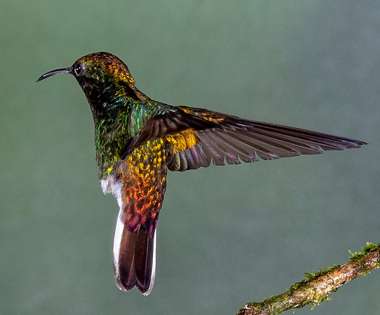 CostaRica_102018_0523