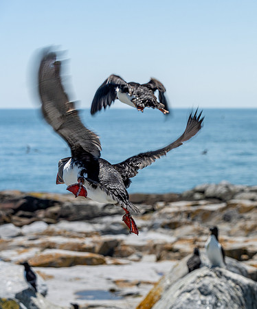 PUFFINS, MAINE 2025_0498