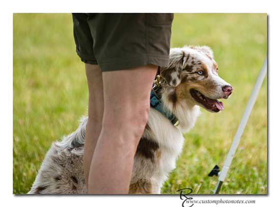 Dogs 6122010_3512 copy