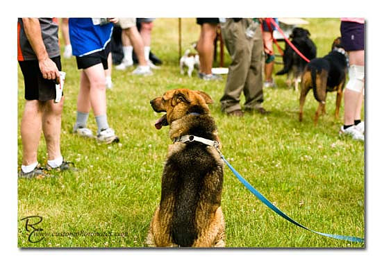 Dogs 6122010_3470 copy