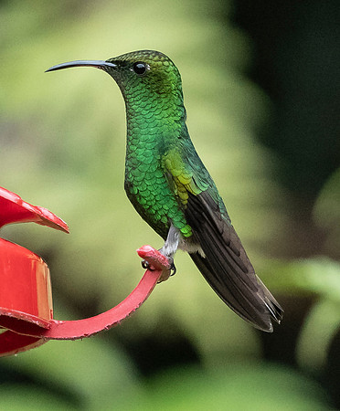CostaRica_101918_0003