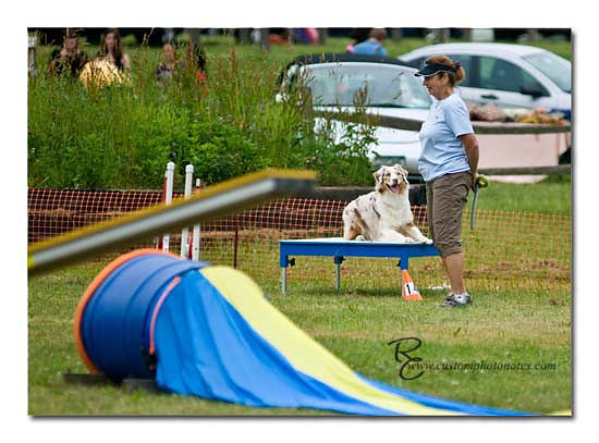 Dogs 6122010_3532 copy