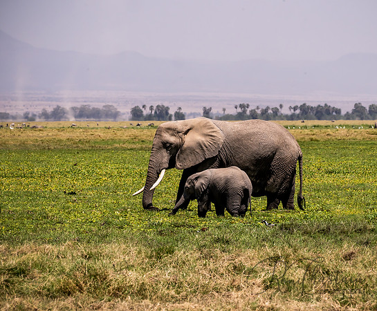 Kenya_Jul242019_0891