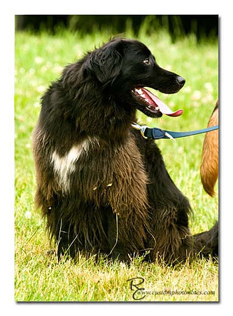 Dogs 6122010_3472 copy