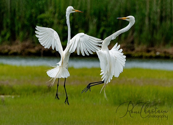 GrHeron Oceanside_0171