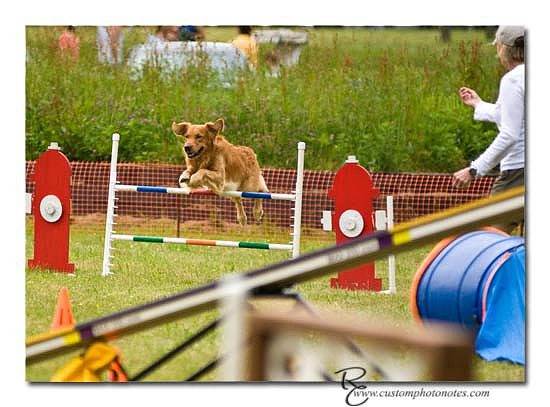 Dogs 6122010_3496 copy