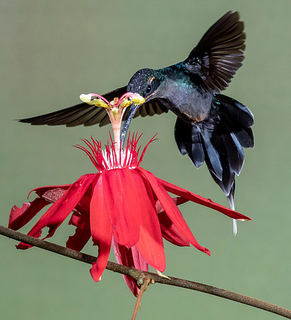 CostaRica_102018_0239
