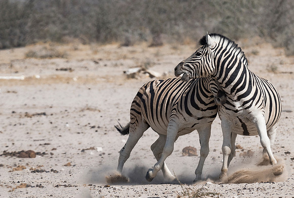 Namibia_060616_0584