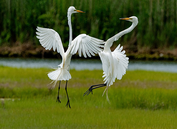 GrHeron Oceanside_0171