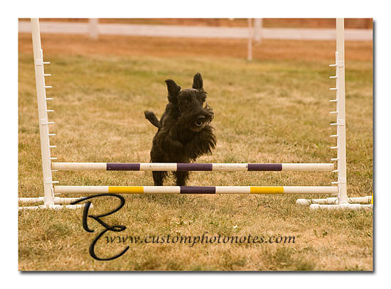 _RMC1495 copy