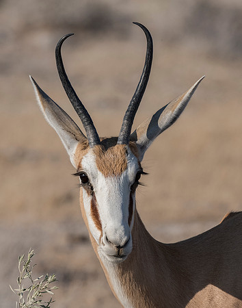Namibia_060616_0465