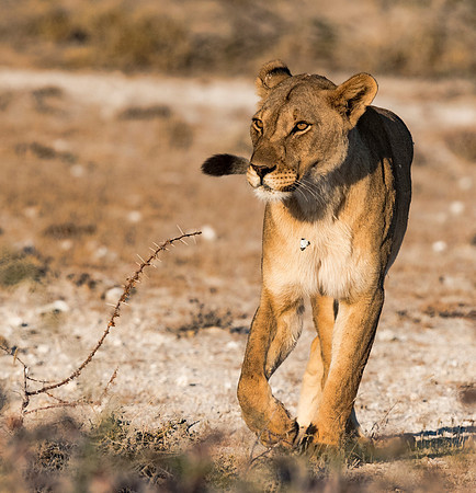 Namibia_060816_0160