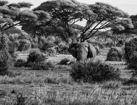 Kenya_Jul222019_4202