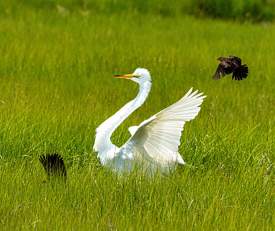 GrHeron Oceanside_0108