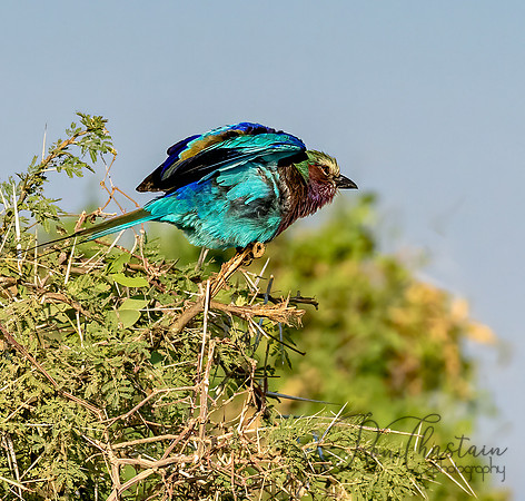 Kenya_Aug012019_9641