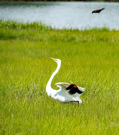 GrHeron Oceanside_0096