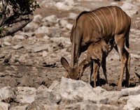 Namibia_061216_2175
