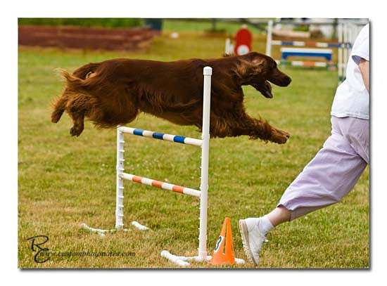 Dogs 6122010_3477 copy