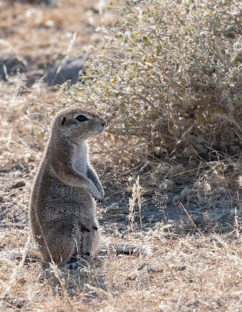 Namibia_060616_0475