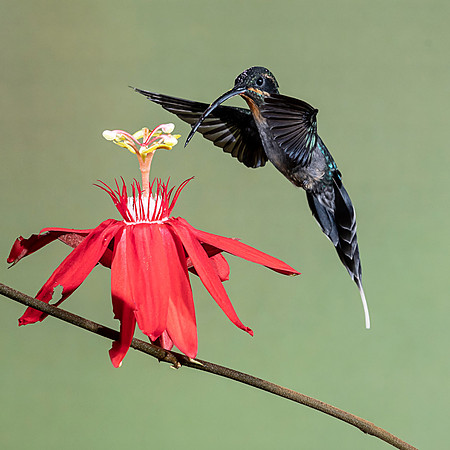 CostaRica_102018_0195