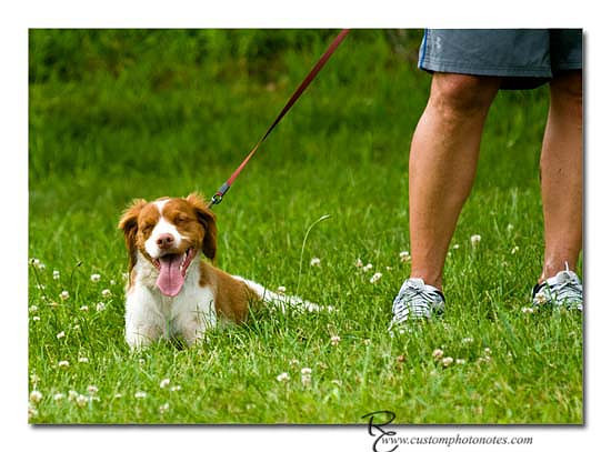 Dogs 6122010_3463 copy