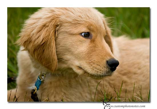 Dogs 6122010_3523 copy