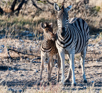Namibia700_061116_5156