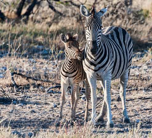 Namibia700_061116_5156