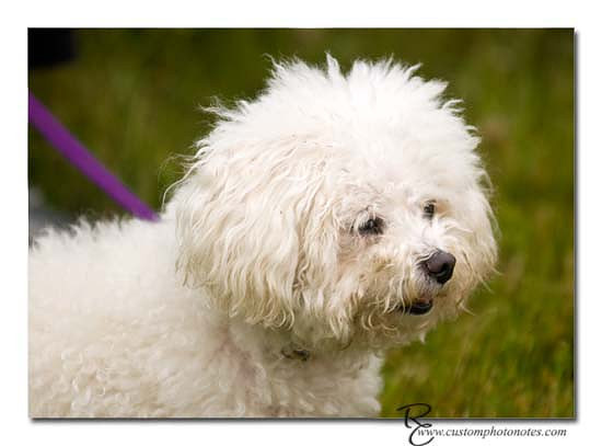 Dogs 6122010_3513 copy