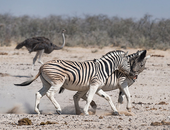 Namibia_060616_0586