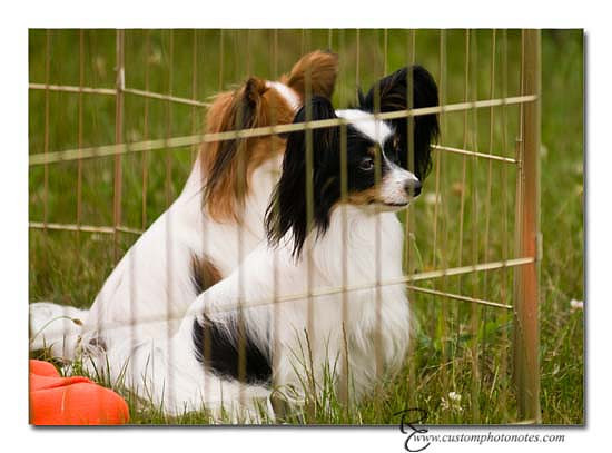 Dogs 6122010_3505 copy