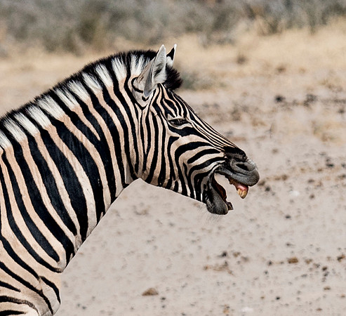 Namibia_060616_0559