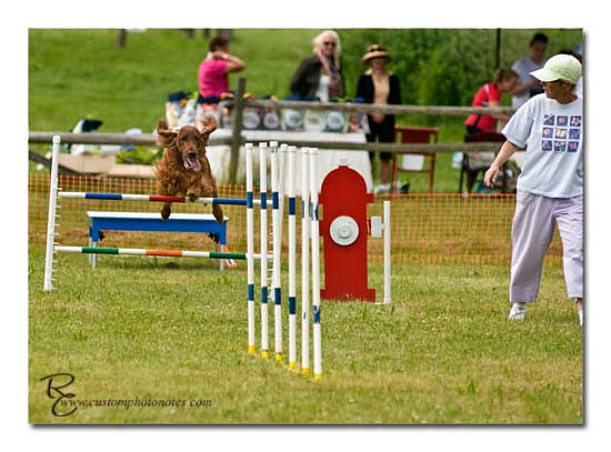 Dogs 6122010_3479 copy