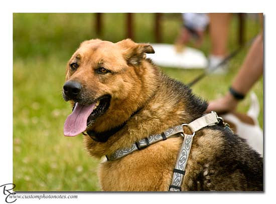 Dogs 6122010_3474 copy