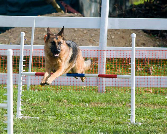 AllfurfunAgility 103010_0110