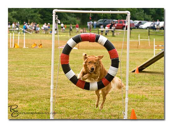 Dogs 6122010_3490 copy