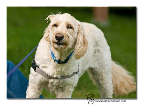 Dogs 6122010_3469 copy