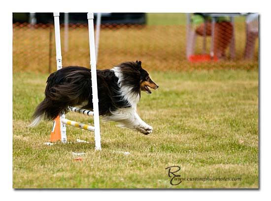 Dogs 6122010_3541 copy