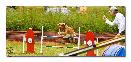 Dogs 6122010_3488 copy