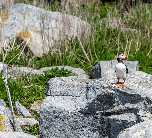 PUFFINS, MAINE 2025_0501
