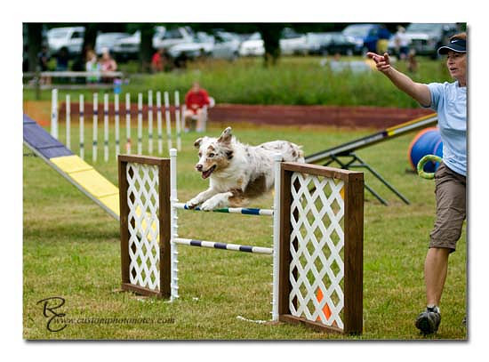 Dogs 6122010_3529 copy