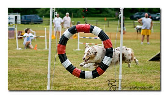 Dogs 6122010_3530 copy