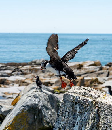 PUFFINS, MAINE 2025_0491