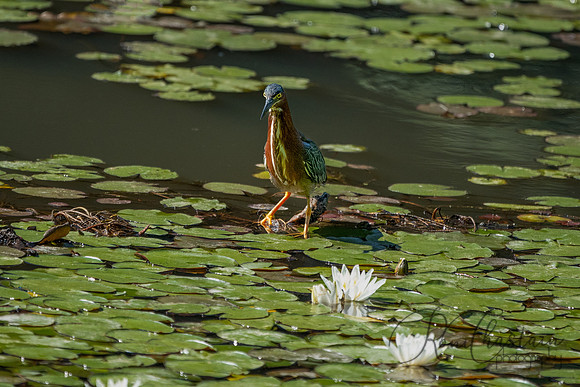 GrHeron Oceanside_0032