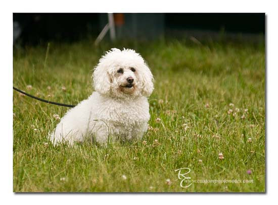 Dogs 6122010_3514 copy