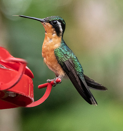 CostaRica_101918_0005