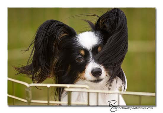 Dogs 6122010_3508 copy