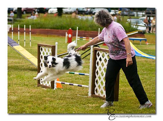Dogs 6122010_3503 copy
