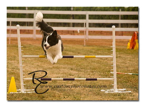 _RMC1459 copy