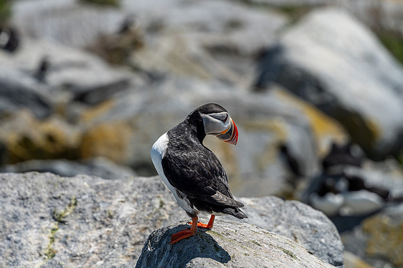 PUFFINS, MAINE 2025_0393